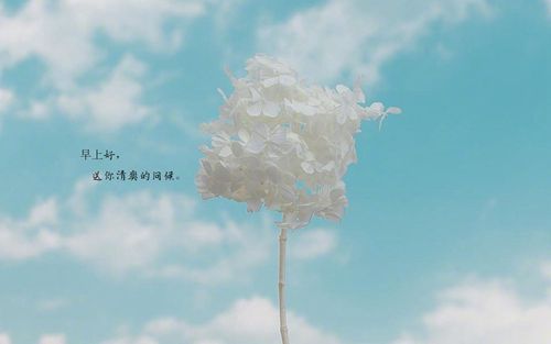2017鸡兔狗鼠灾事临门，大师独家献计
