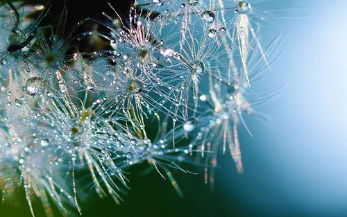 2017鸡兔狗鼠灾事临门，大师独家献计