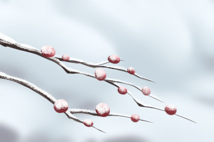 十二生肖面对榴莲都是什么反应